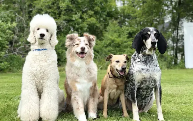 Northborough Canine Rehabilitation & Fitness Center in Northborough, MA