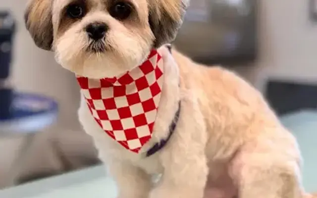 Wanna Biscuit? Dog Treat Bakery & Grooming Salon in Duncansville, PA