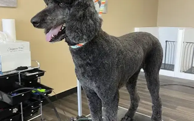 Salty Dog Grooming in Crescent City, CA