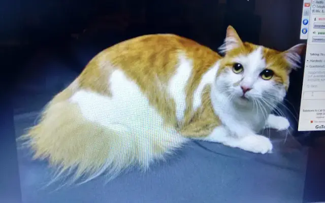 Happy Tails In-Home Grooming LLC in Aurora, CO