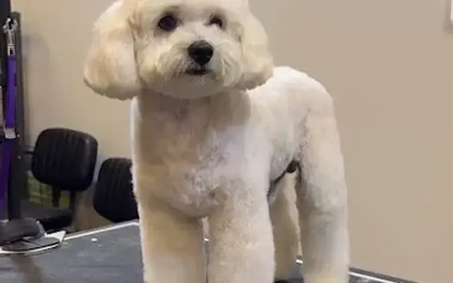 Grooming by Andrea in Davenport, FL