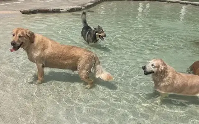 Clint Moore Animal Hospital, Pet Resort & Spa in Boca Raton, FL