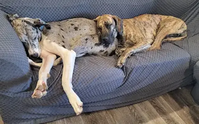 Club Canine Inc in Fenton, MI