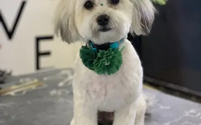 Melissa’s mobile dog grooming in Oceanside, CA