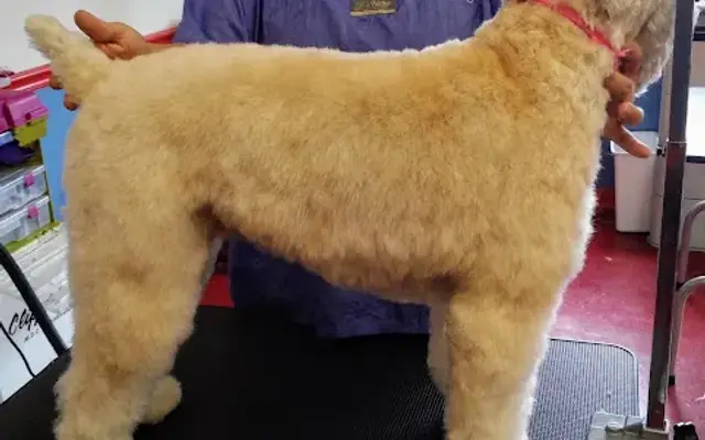 Heartland Pet Salon in Thorndale, PA
