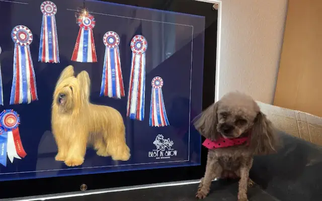 Best In Show Dog Grooming in Wasilla, AK