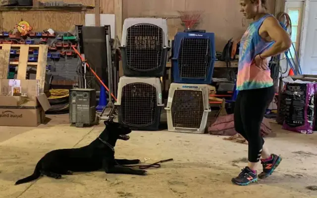 Forestwalk Pet Lodge in Oxford, MS