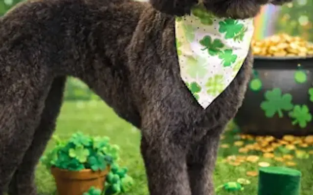 Mrs B's Puppy Groom Room in Wapello, IA