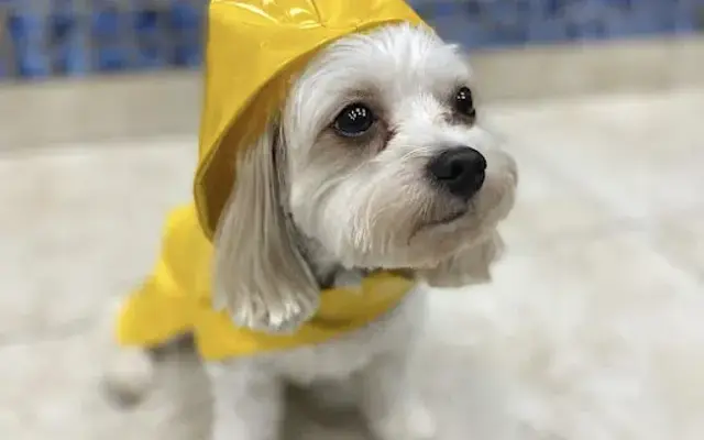 Oceanside Animal Clinic in Brooklyn, NY