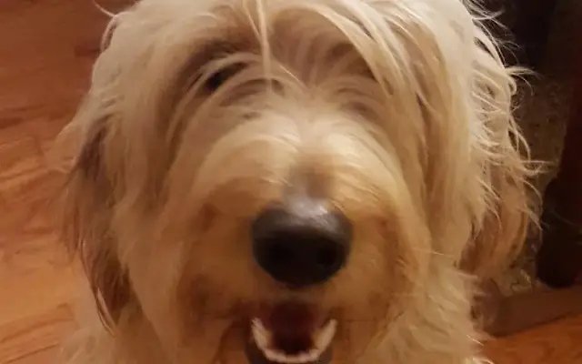 Bev's Grooming and Pet Supplies, LLC in Stevensville, MD