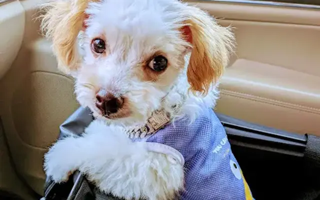 Puppy/Dog Grooming-Downtown Dawgz in Reidsville, NC