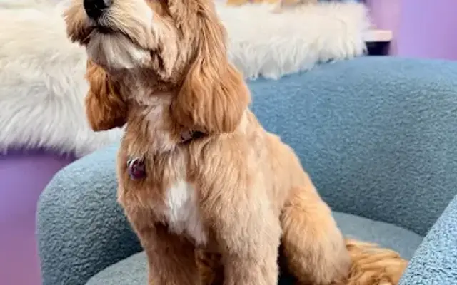 Super Dog Grooming in Woburn, MA