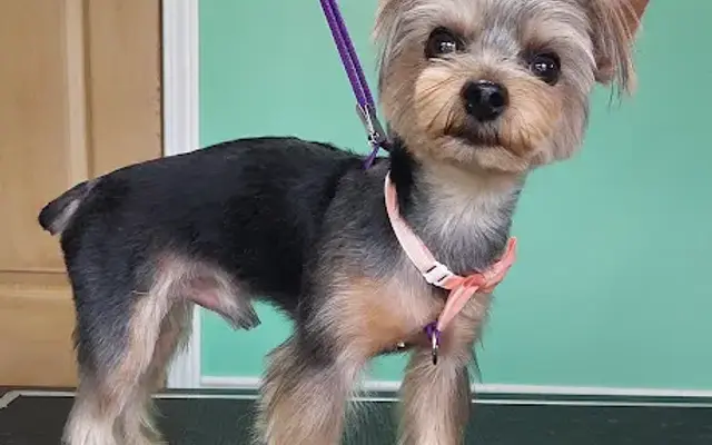 Canine & Critter Grooming & Sitting in Hazle Township, PA