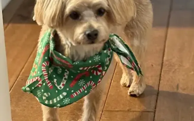 Maple's Grooming Salon in Middlefield, OH