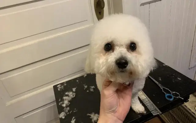 Pampering Paws in Liberty, SC