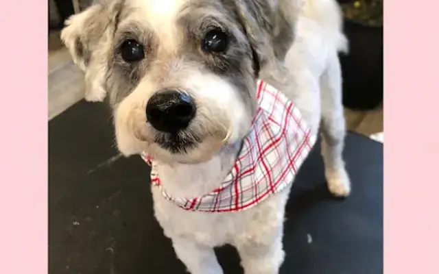 The Tangled Terrier in Stem, NC