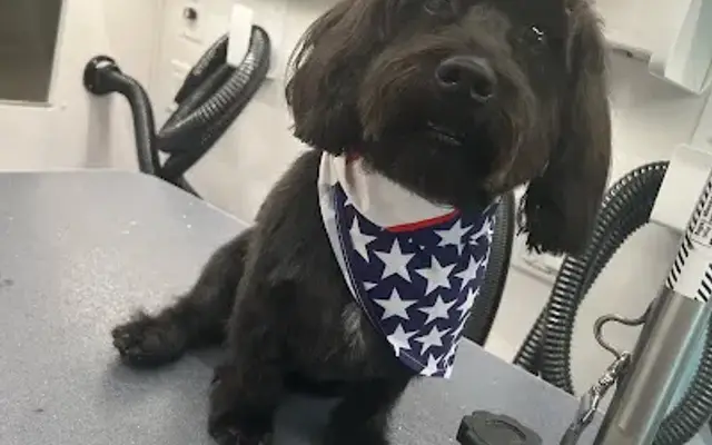 Sparkle 'N Shine Mobile Grooming in Jackson Township, NJ