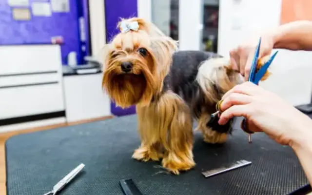 Precious Pup Grooming in Hamilton, OH