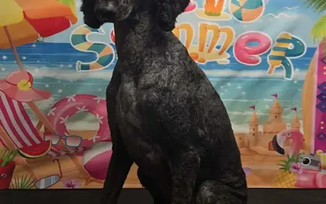2Feet 4Paws Grooming Salon in Loxley, AL