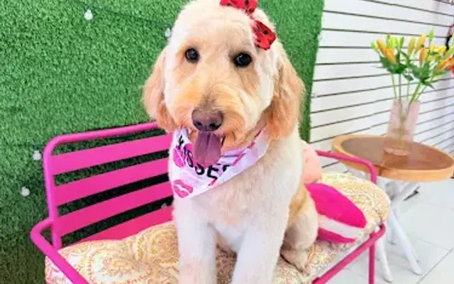 Miami's Pet Grooming (Bird Road Store) in Miami, FL