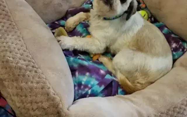Pawportunities Animal Welfare Service in Blue Springs, MO