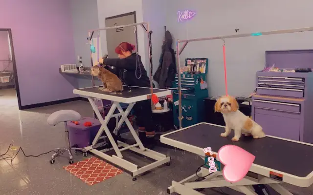 Sittin pretty pet spa in Roseville, MI
