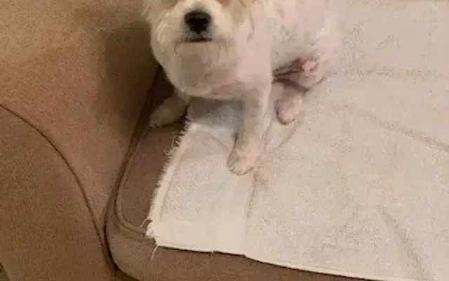 Chuys Grooming in Houston, TX