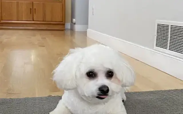 Heavenly Scent Mobile Pet Grooming in Saline, MI