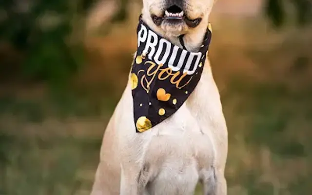 Sit Show Dog Training & Resort in Brandon, FL