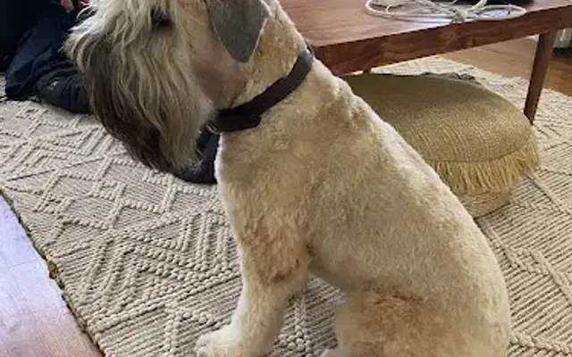 Groomer Has It in Mountain Home, AR