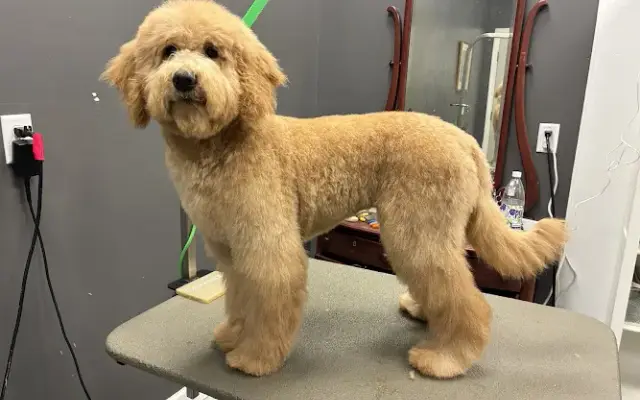 BarkberShop Pet Parlour LLC in Queensbury, NY