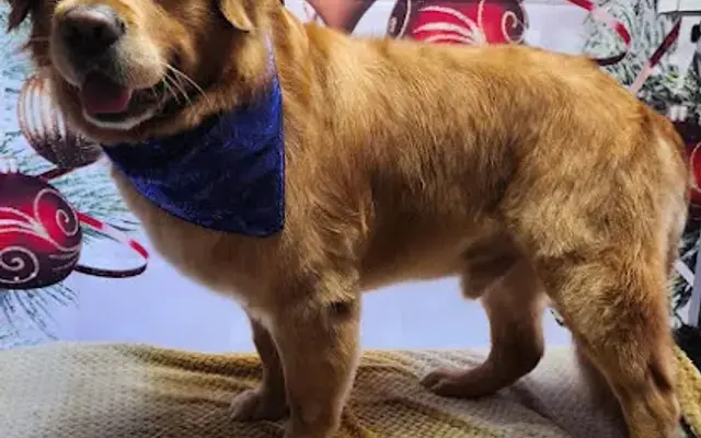 Miss Liv's Pampered Pooches LLC in Tunkhannock, PA