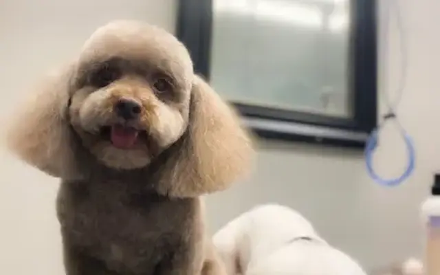 Kandis Pet Grooming Angie The Groomer in Raleigh, NC