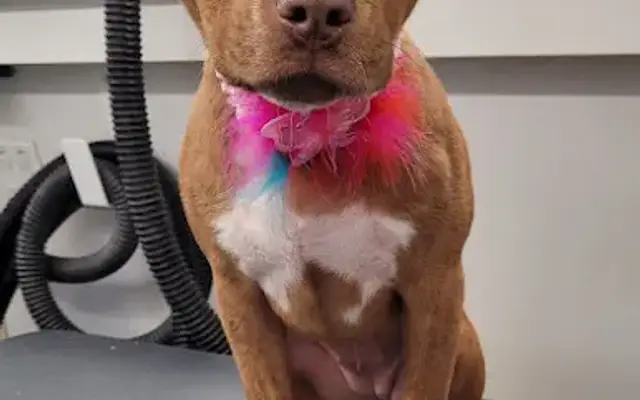Groom Diva in Davie, FL
