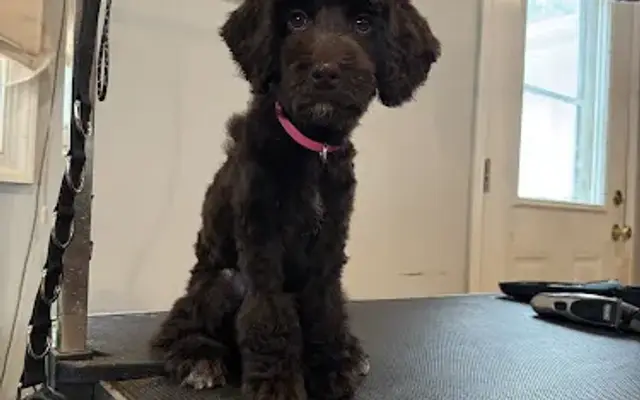 Big Summer Blowout Dog grooming in Mt Airy, MD