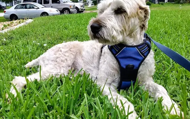 PARADISE PET NANNY in Fort Myers, FL