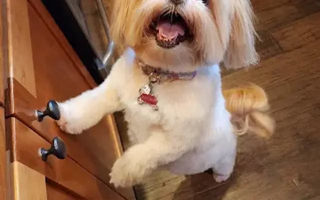 Gentle Groomer in Canby, OR
