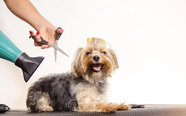 Paw Spa Mobile Grooming, LLC in Rome, GA