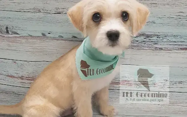 TEK Grooming in San Diego, CA