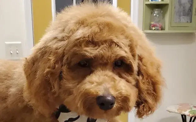 KG Grooming in Annville, PA