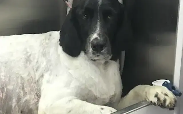 Mobile Grooming by Loel in Concord, CA