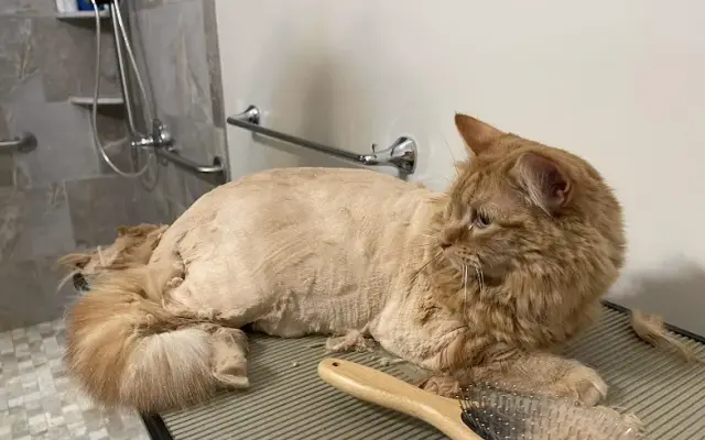 Cat Connections Grooming in Dover, DE