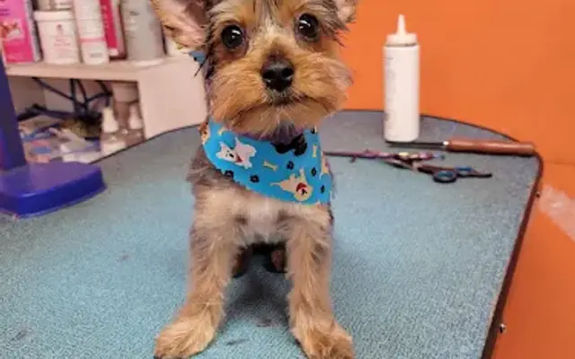 Panther Paws Dog Grooming in Pana, IL