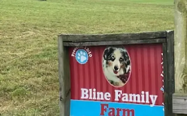 Bline's Awesome Aussies & Mini Aussies at the Bline Family Farm in Burkesville, KY
