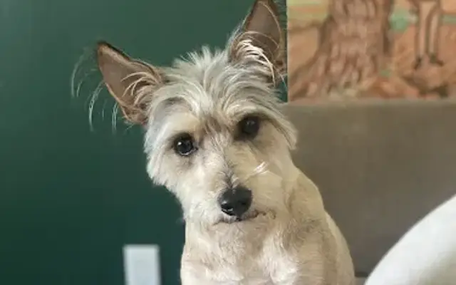 Cherished Grooming in Phoenix, AZ