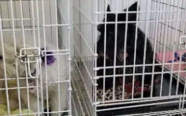 Whiskers Pet Boutique in Chatsworth, CA