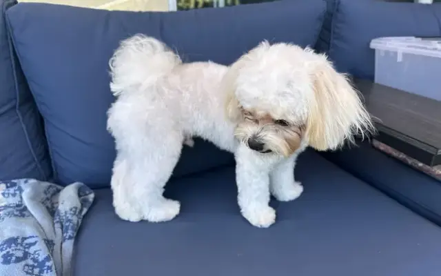 Woof Gang Bakery & Grooming Santa Monica in Santa Monica, CA