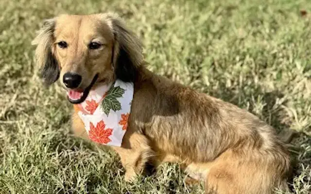 Lone Star Grooming in Henderson, TX