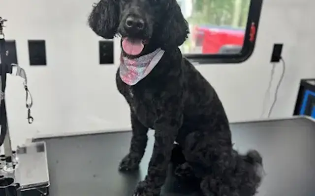 Sam’s Pampered Pets LLC in Garner, NC