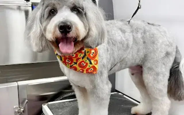 My Paw Mobile Grooming in Jacksonville, FL
